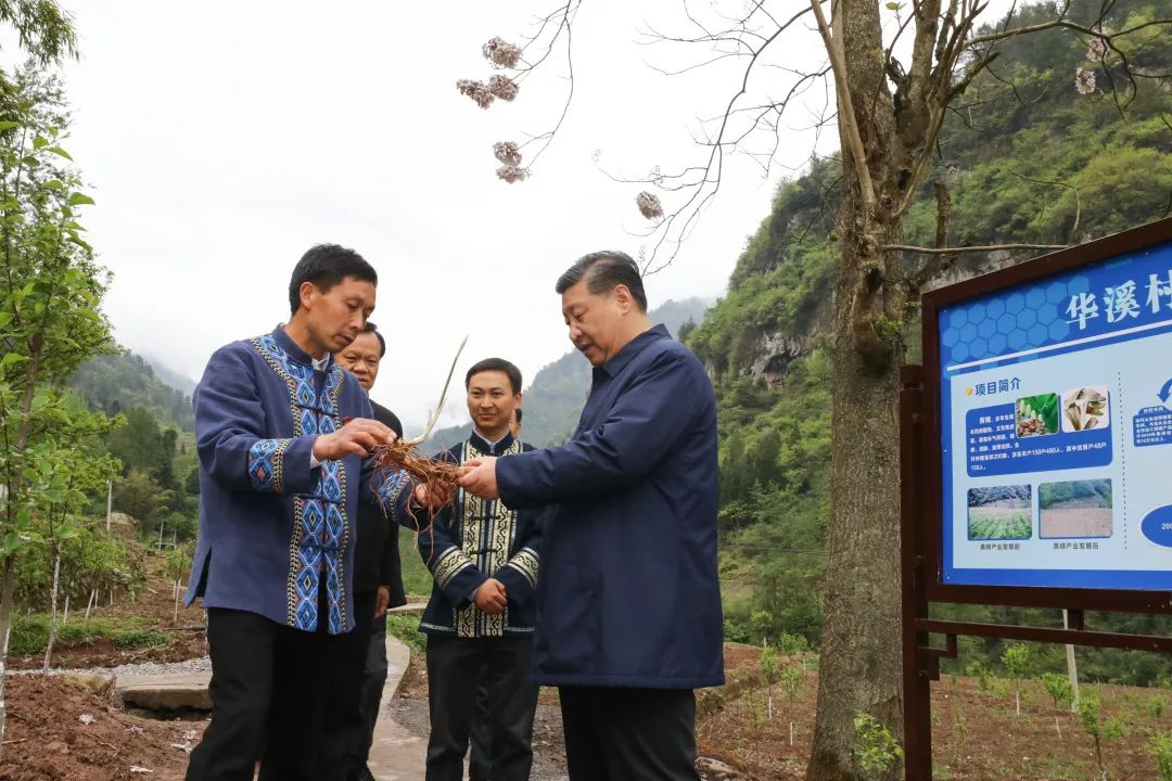 2019年4月15日，習近平在重慶華溪村考察特色經(jīng)濟作物帶動(dòng)村民脫貧的情況。新華社記者 鞠鵬 攝