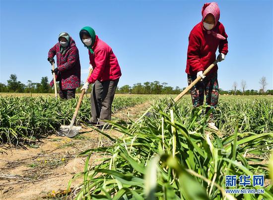  5月11日，農民在山西省大同市云州區西坪鎮唐家堡村邊的黃花菜地里除草。新華社發(fā)（柴婷 攝）