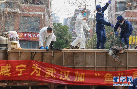 3月13日，一批運到湖北省武漢市硚口區華生漢口城市廣場(chǎng)社區的活魚(yú)在卸貨。當日，首批100噸調配自咸寧市的活魚(yú)運抵武漢市硚口區11個(gè)街道下轄社區。 新華社記者 程敏 攝